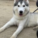 里親募集 大型犬 シベリアンハスキー