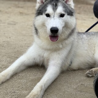 里親募集 大型犬 シベリアンハスキー