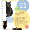 元ボス猫さんのくーちゃん♂ サムネイル6