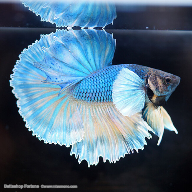 ラムズのカバー写真