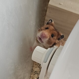 ゴールデンハムスターの里親さん募集します