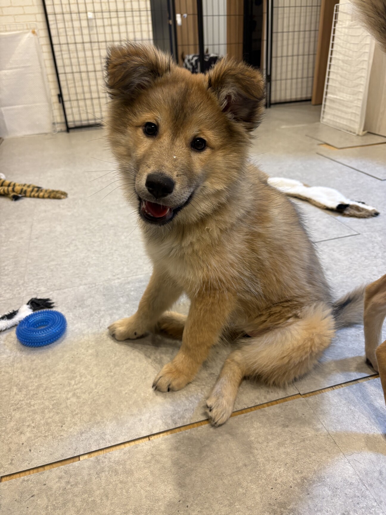 ナナちゃん」東京都 - 犬の里親募集(535998) :: ペットのおうち【里親