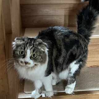 マーブルチョコ色のスコティッシュミックス