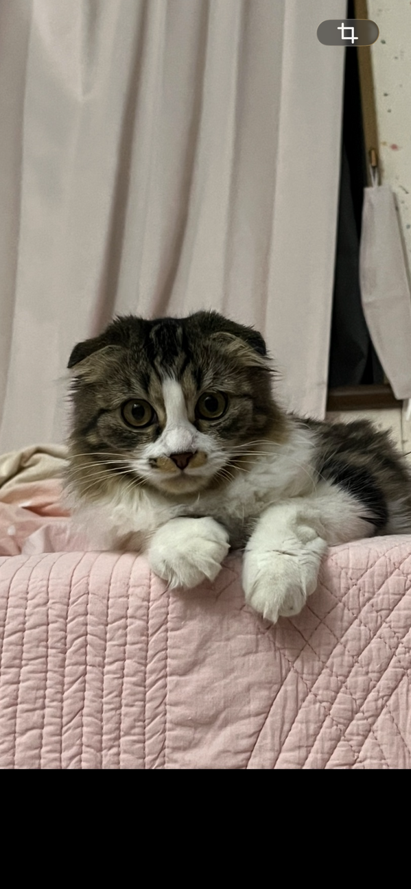 マーブルチョコ色のスコティッシュミックス サムネイル2