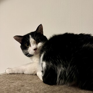 慎重だけど撫で撫で大好きな黒白ハチワレ男子