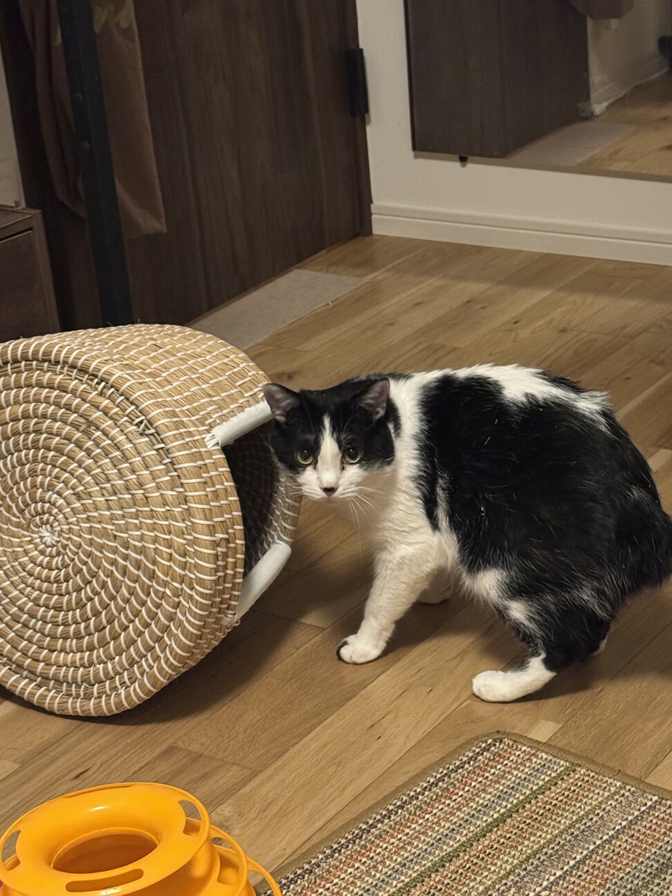 慎重だけど撫で撫で大好きな黒白ハチワレ男子 サムネイル3