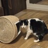 慎重だけど撫で撫で大好きな黒白ハチワレ男子 サムネイル3