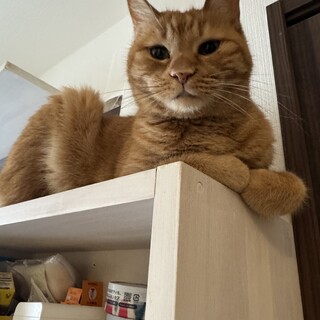 遊び大好き！控えめ甘えんぼの小柄な茶トラ女子