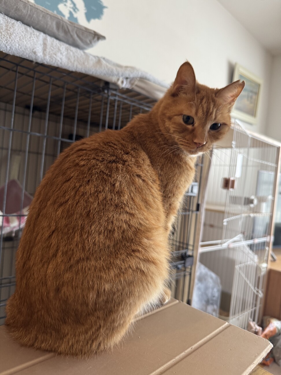 遊び大好き！控えめ甘えんぼの小柄な茶トラ女子 サムネイル2