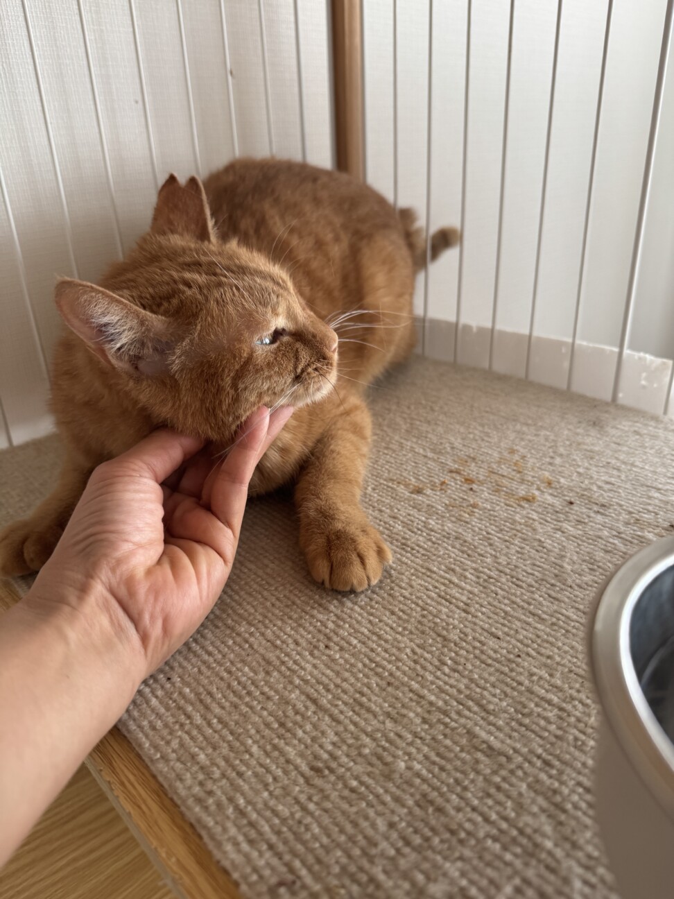 遊び大好き！控えめ甘えんぼの小柄な茶トラ女子 サムネイル7