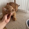 遊び大好き！控えめ甘えんぼの小柄な茶トラ女子 サムネイル7