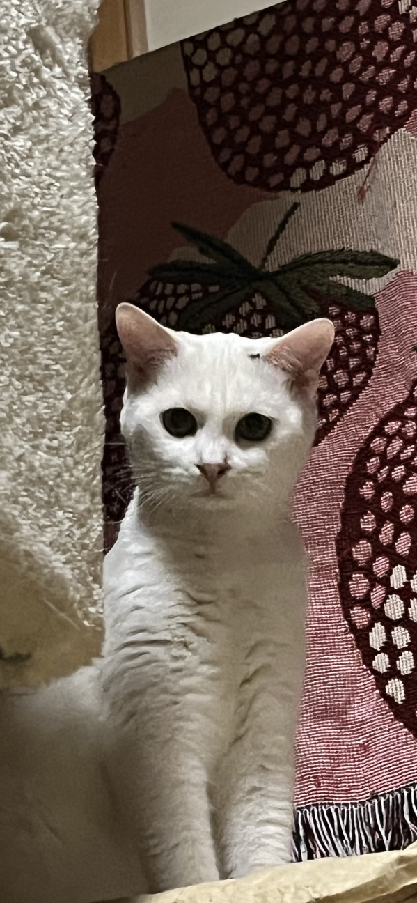 丸顔子猫ちゃん姉妹 サムネイル3