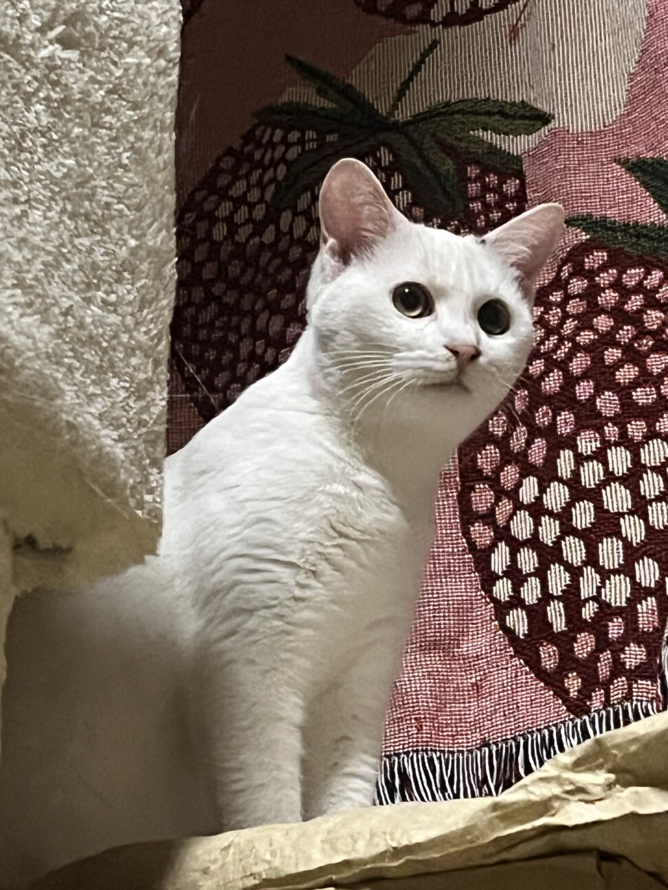 丸顔子猫ちゃん姉妹 サムネイル5