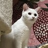 丸顔子猫ちゃん姉妹 サムネイル5