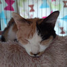 穏やかで優しい茶三毛４才『りん』 サムネイル3