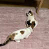 丸顔子猫ちゃん姉妹 サムネイル7