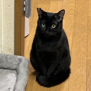 黒猫　10ヶ月　オス