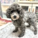 推定2019年生トイプー♀ 澪ちゃん♡