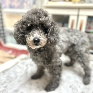 推定2019年生トイプー♀ 澪ちゃん♡