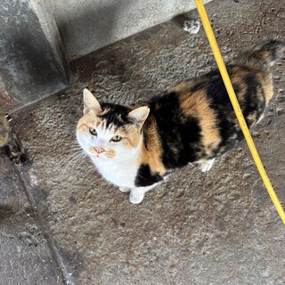 額に星のしるし！