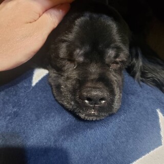 アメリカンコッカースパニエル×シーズーｍｉｘ