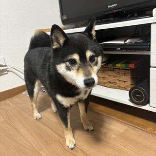 豆柴　４歳女の子です