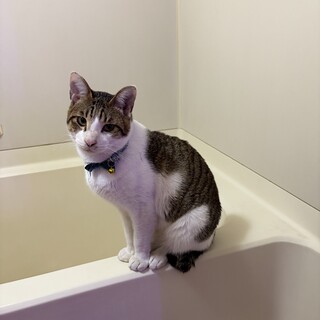 茶白甘えん坊(一般募集)