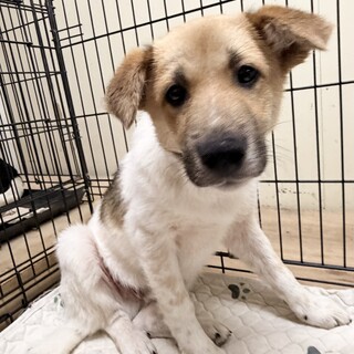 生後4-5ヶ月　　男のコ