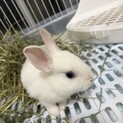 うさぎオス(一般募集)