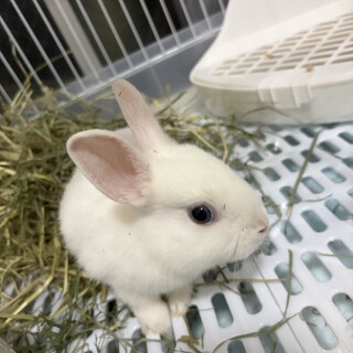 うさぎオス(一般募集)