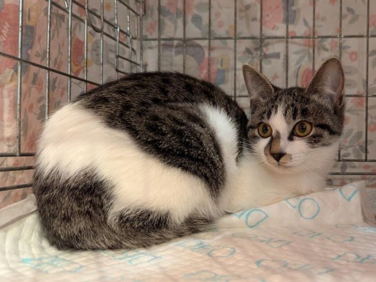 白血病ウイルスキャリアの愛らしい女の子 サムネイル1