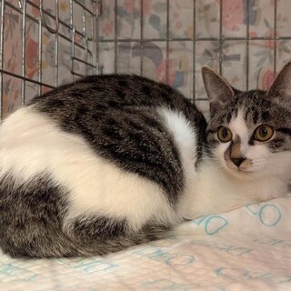 白血病ウイルスキャリアの愛らしい女の子