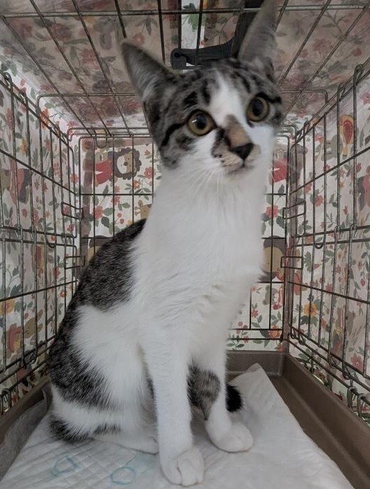 白血病ウイルスキャリアの愛らしい女の子 サムネイル3