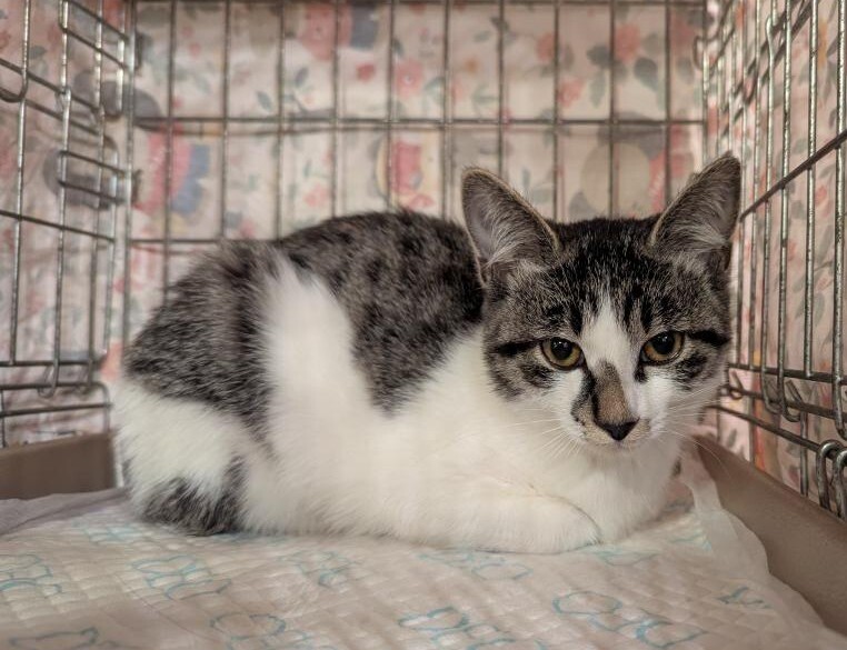 白血病ウイルスキャリアの愛らしい女の子 サムネイル4