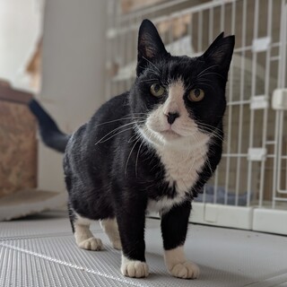 甘えん坊なハチワレシニア　猫エイズ陽性