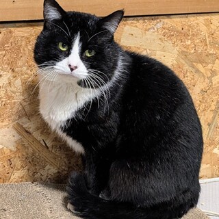 エイズ陽性　大人しく賢いハチワレくん