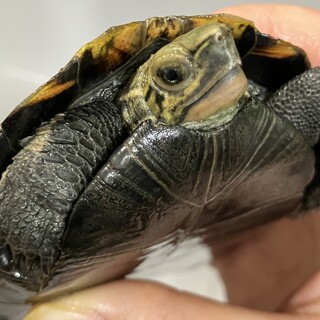 保護したイシガメの里親を探しています