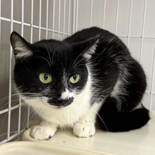 スリゴロ⭐︎黒白猫⭐︎クロエ