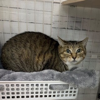 目力強めのおっとりさん⭐︎エリー⭐︎