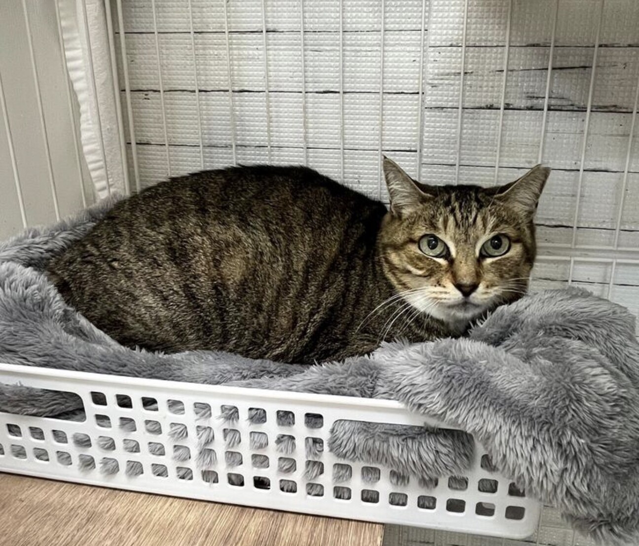 目力強めのおっとりさん⭐︎エリー⭐︎ サムネイル2