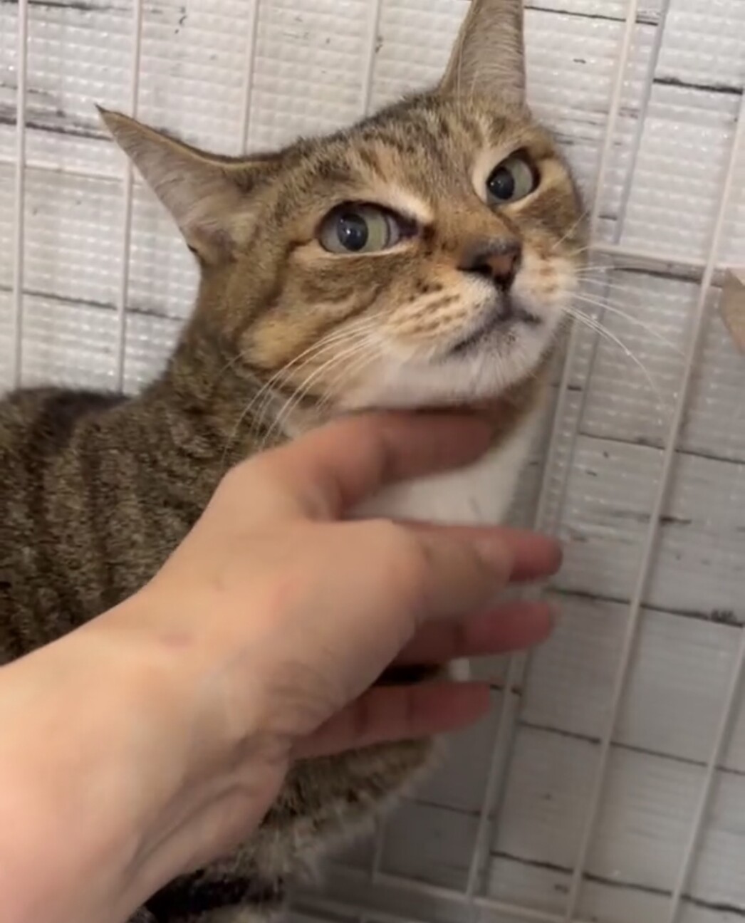 目力強めのおっとりさん⭐︎エリー⭐︎ サムネイル3