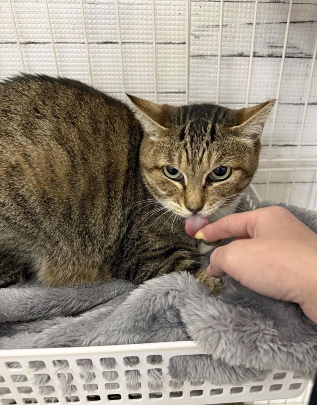 目力強めのおっとりさん⭐︎エリー⭐︎ サムネイル4