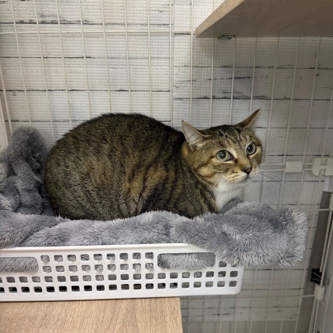 目力強めのおっとりさん⭐︎エリー⭐︎ サムネイル6