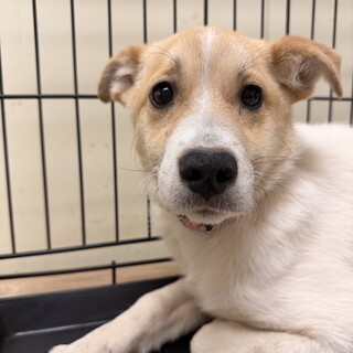 生後4-5ヶ月齢　女のコ