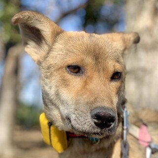 【ミックス】中型犬の優しくて控えめな女の子