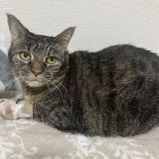 おっとり猫　悪性腫瘍あり