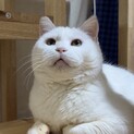ふわもこ！とっても優しいシニア女子、しろちゃん♡