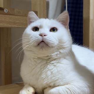 ふわもこ！とっても優しいシニア女子、しろちゃん♡