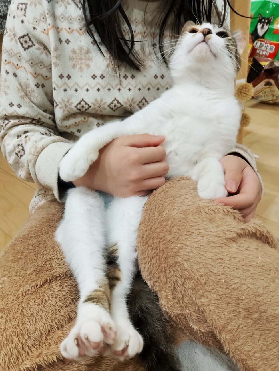 かわいい三毛猫♀ サムネイル2