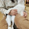 かわいい三毛猫♀ サムネイル2